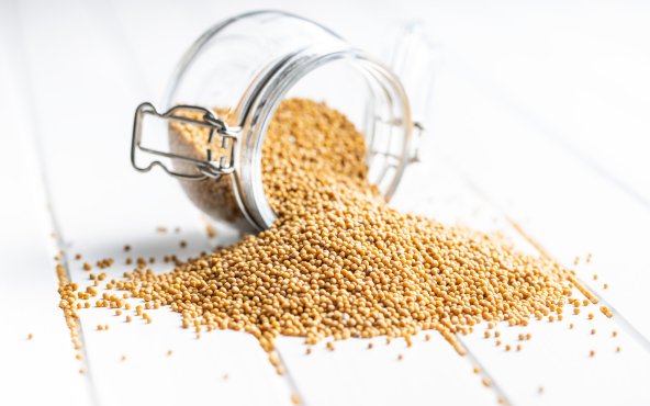 Насіння гірчиці