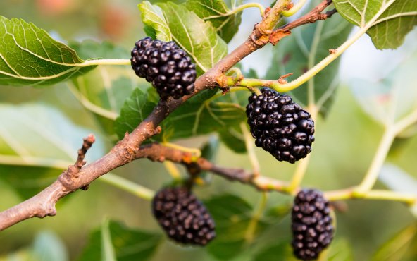 Листя і ягоди шовковиці