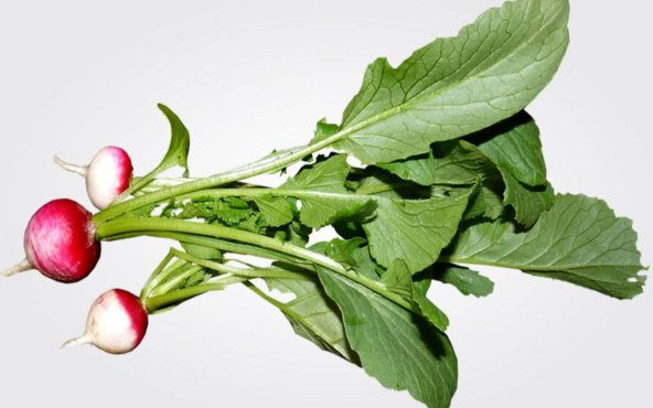 Редиска, листя