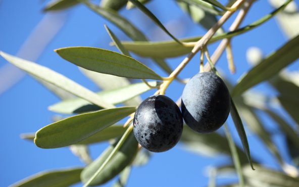 Оливки чорні без кісточки