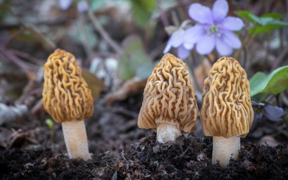 Грибы сморчки