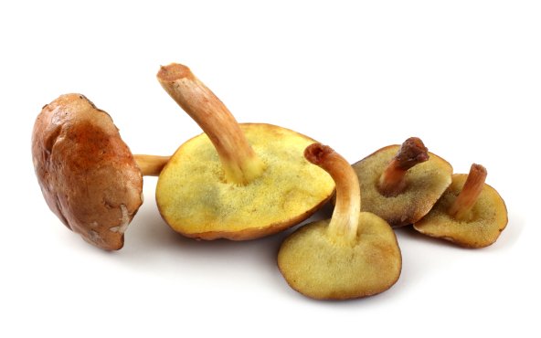 Гриби маслюки