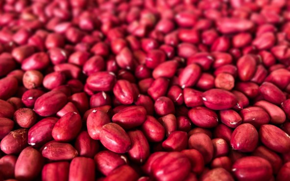 Квасоля червона