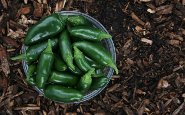 Зелений перець чилі