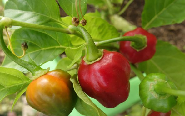 Перець чилі хабанеро