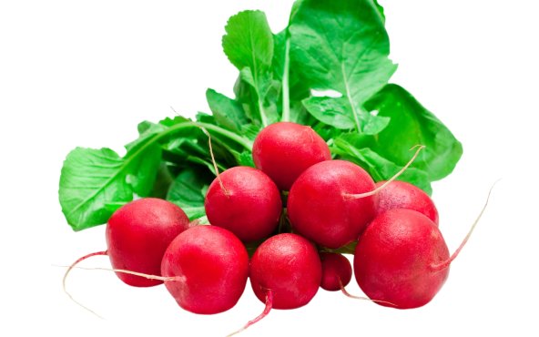 Редиска