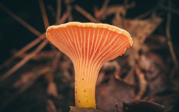 Гриби лисички