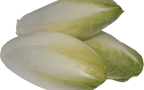 Салатний цикорій