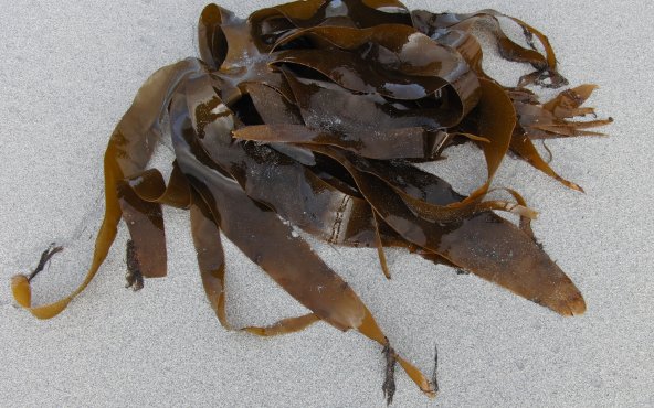 Морская капуста