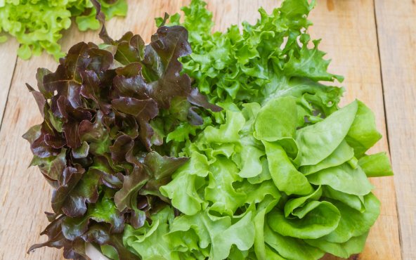 Салат латук