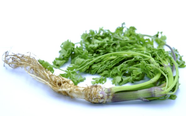 Кінза, корінь