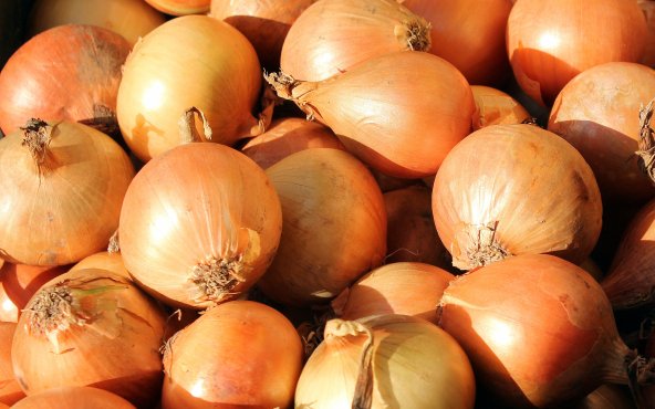 Цибуля жовта ріпчаста