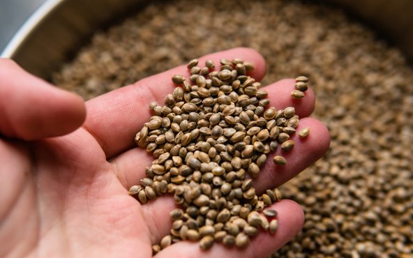 Семена конопли