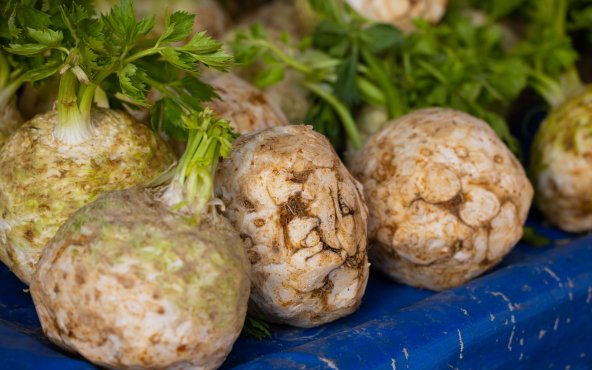 Корінь селери