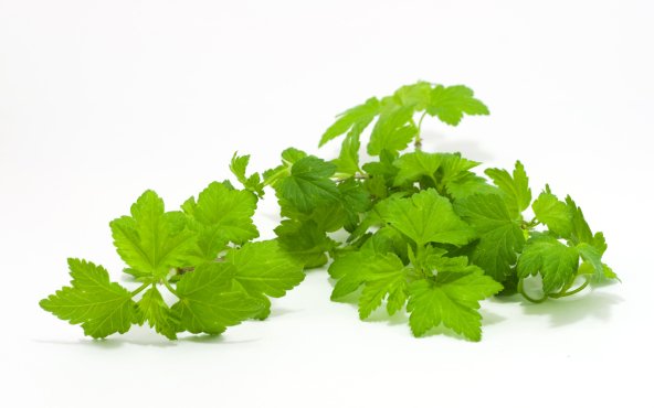 Листя смородини