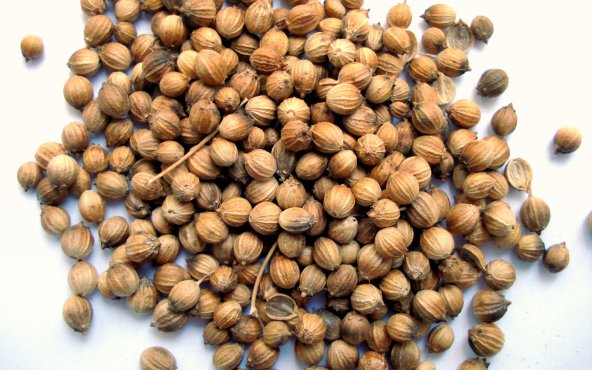 Коріандр, насіння