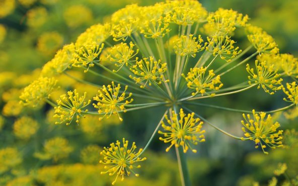 Парасольки кропу