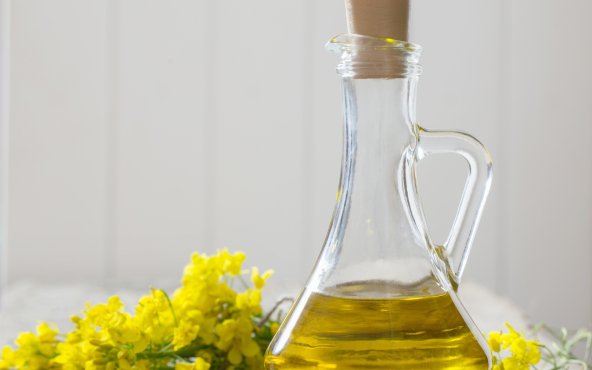 Олія каноли
