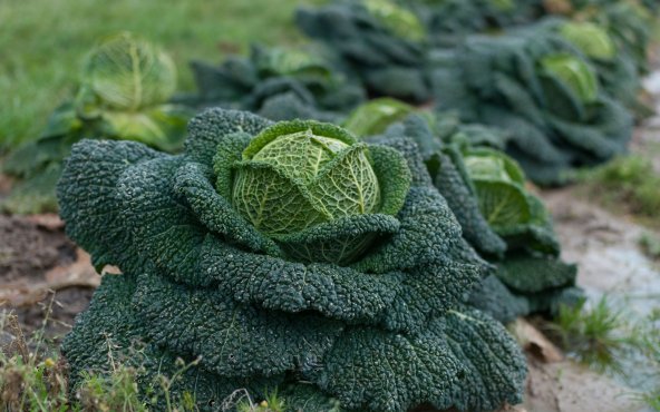 Капуста савойська