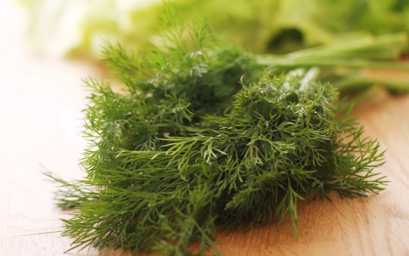 Дикий фенхель