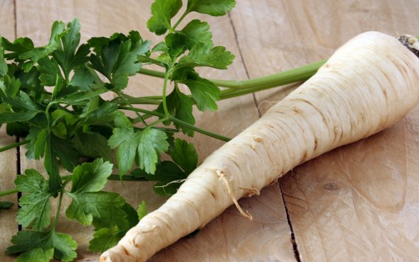 Корінь петрушки