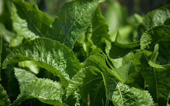 Хрін, листя