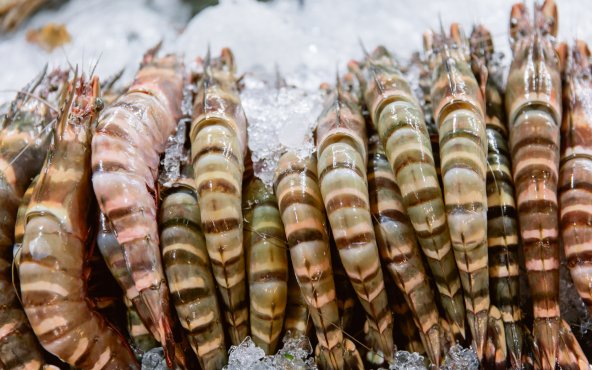 Креветки тигровые