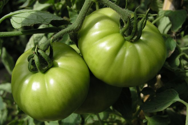 Томат зелений