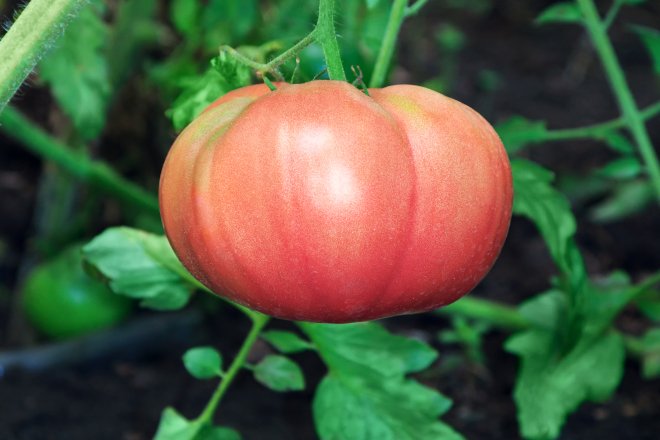 Томат рожевий