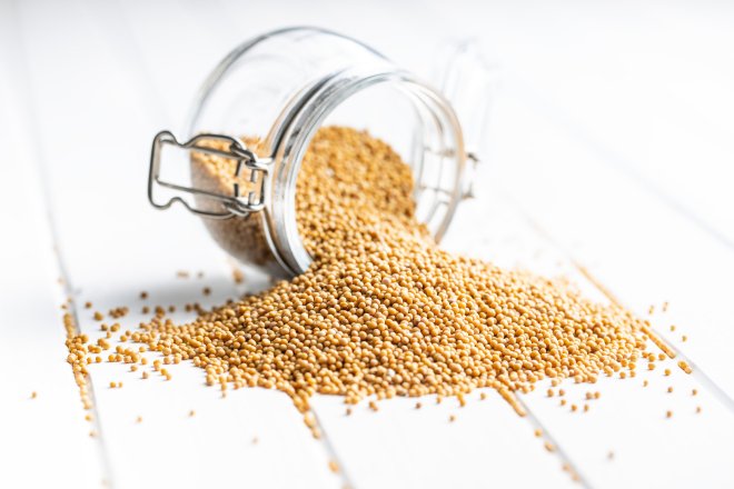 Насіння гірчиці