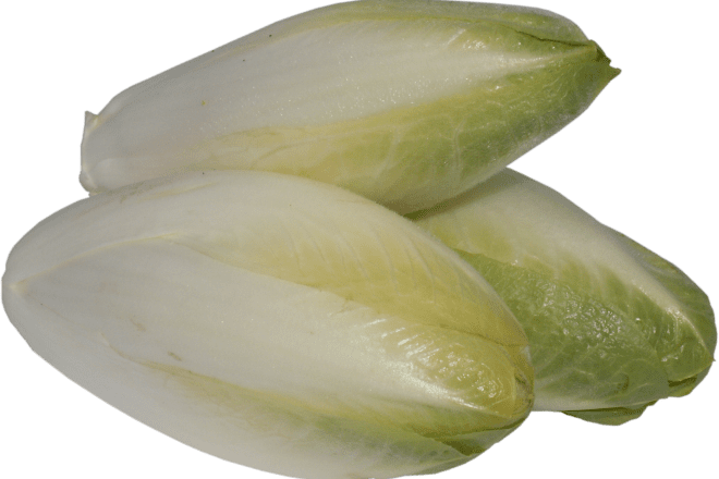 Салатний цикорій