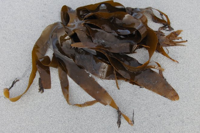 Морська капуста