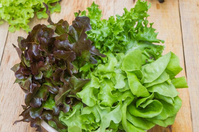 Салат латук