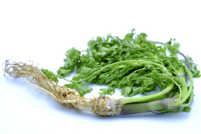 Кінза, корінь