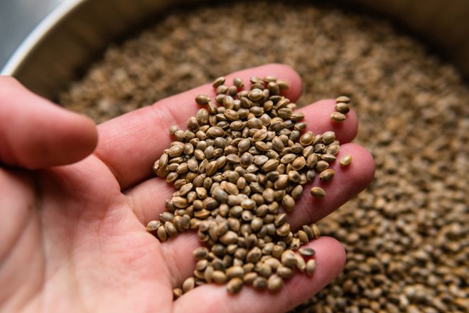 Насіння конопель