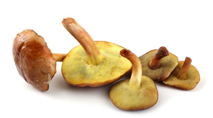 Гриби маслюки