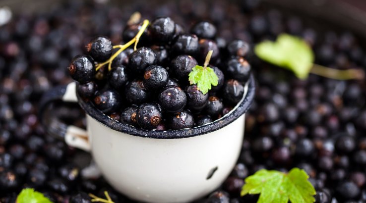 Смородина без цукру