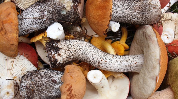 підберезники