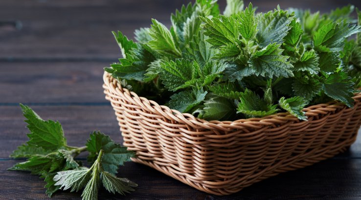 Як приготувати квашену кропиву