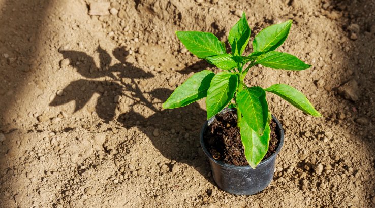 Як садити розсаду