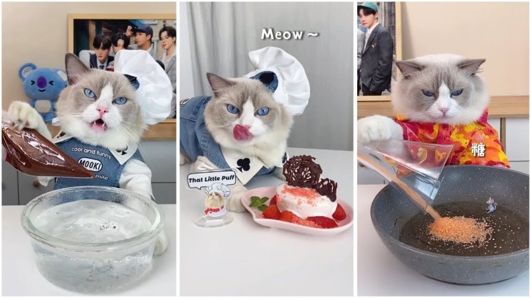 Кіт готує їжу © instagram.com/thatlittlepuff