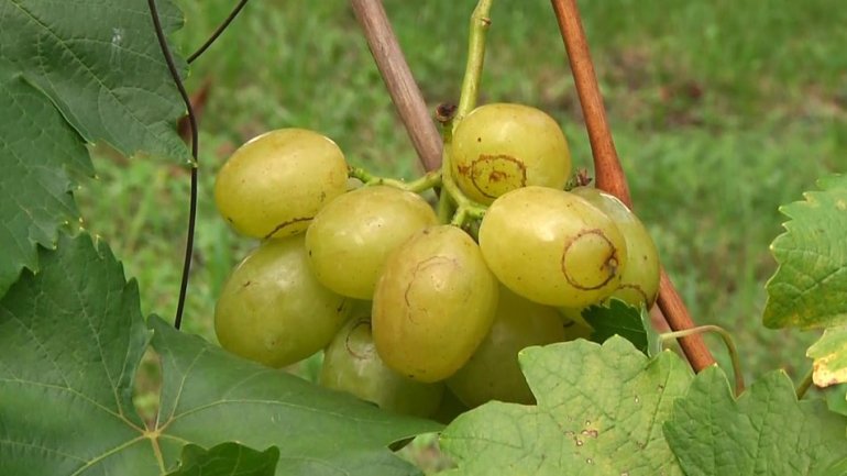 Виноград «Слава Україні». Фото: suspilne.media