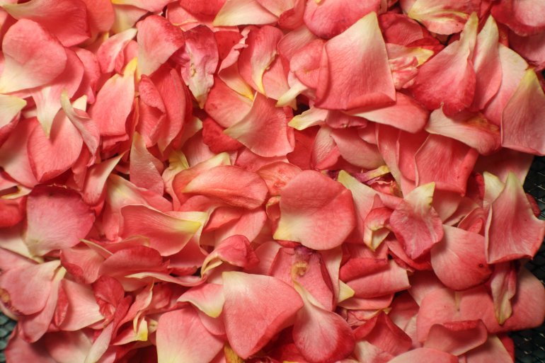 Існує забобон, що&nbsp;білі кінчики троянди гірчать, тому треба їх&nbsp;обрізати