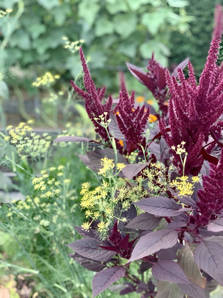 Так красиво цветет амарант