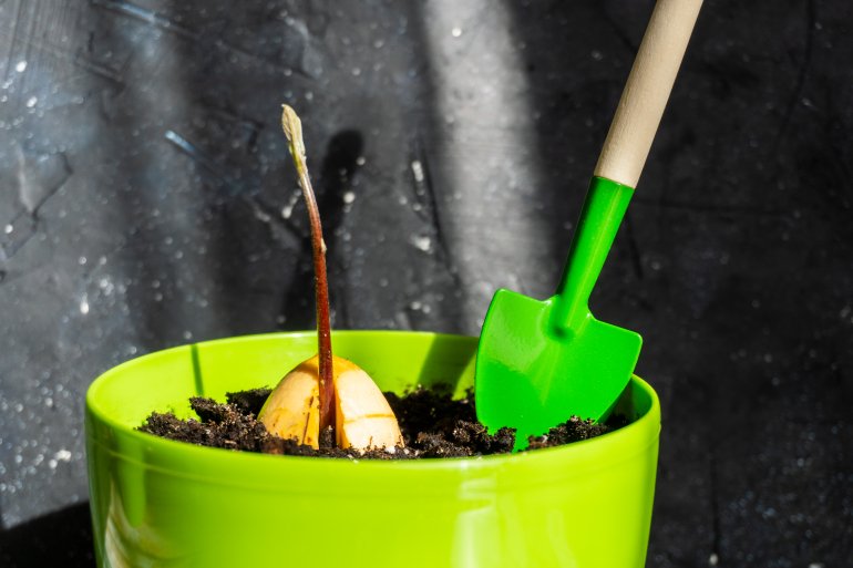 Ґрунт для вирощування авокадо треба удобрити