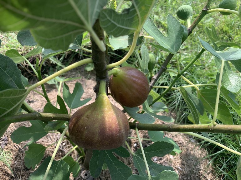 Плоды инжира в&nbsp;саду Антонины