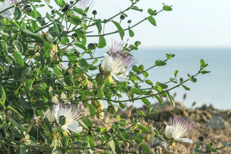 Так цвітуть каперси