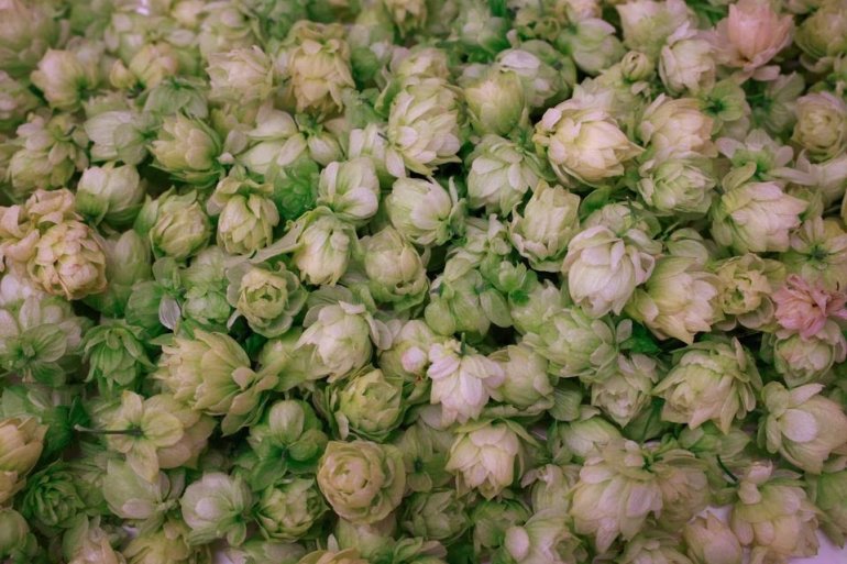 У&nbsp;хмелі, вирощеному гідропонікою, достатньо потрібних ефірних олій. Фото: www.reuters.com