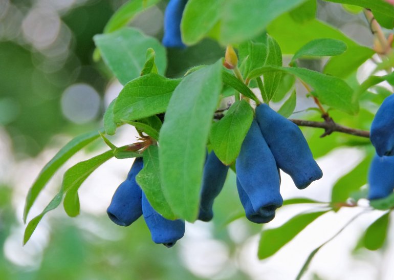 Жимолость невибаглива та&nbsp;морозостійка