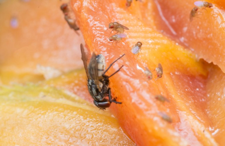 Плодові мошки бояться запаху лаванди